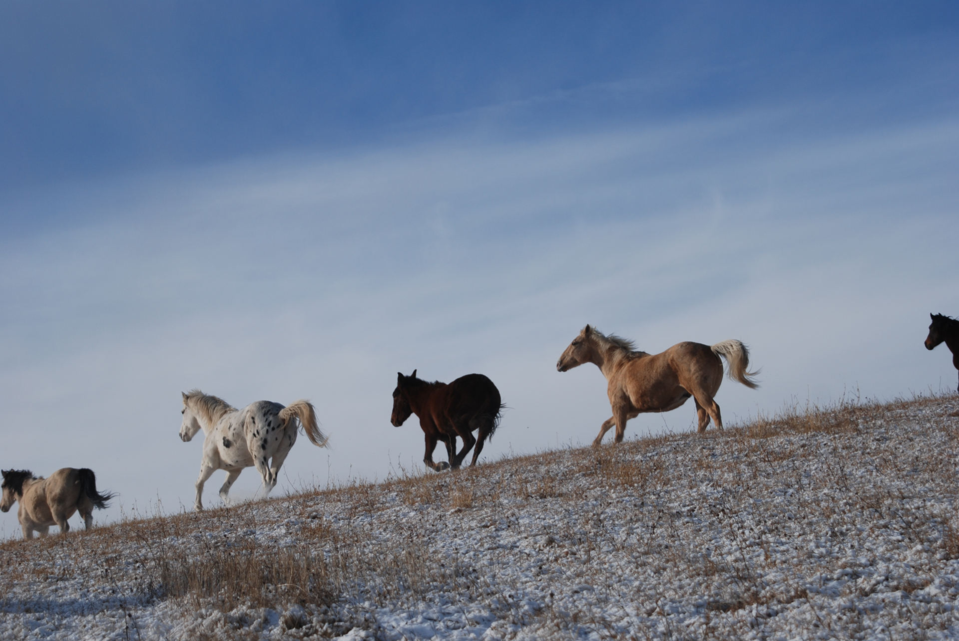 horses run