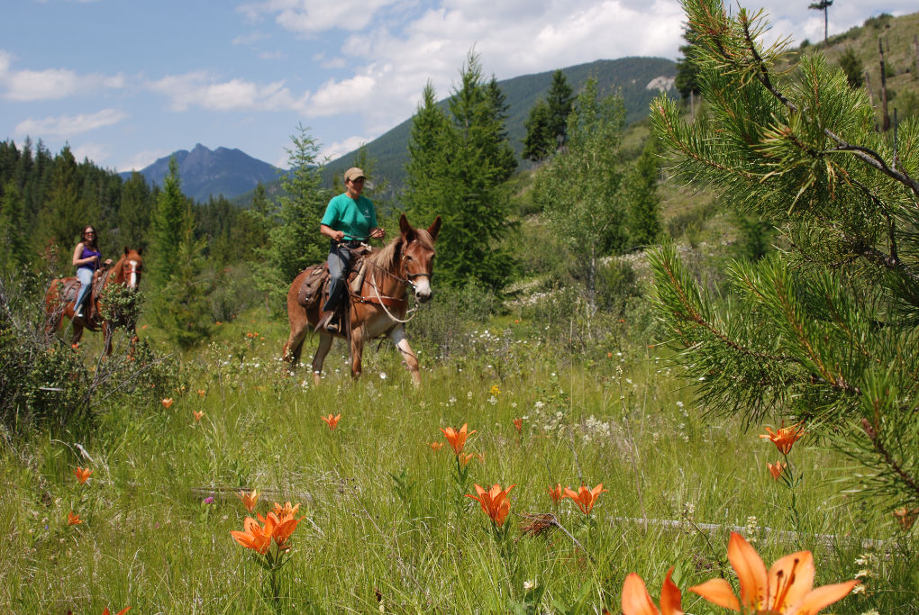 meadow ride